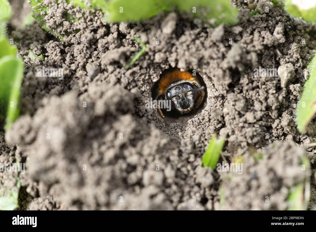 Mining Bee (possibilmente Tawny Mining Bee, Andrena fulva) all'entrata del suo Nest Hole in un Garden Lawn, Inghilterra UK Foto Stock