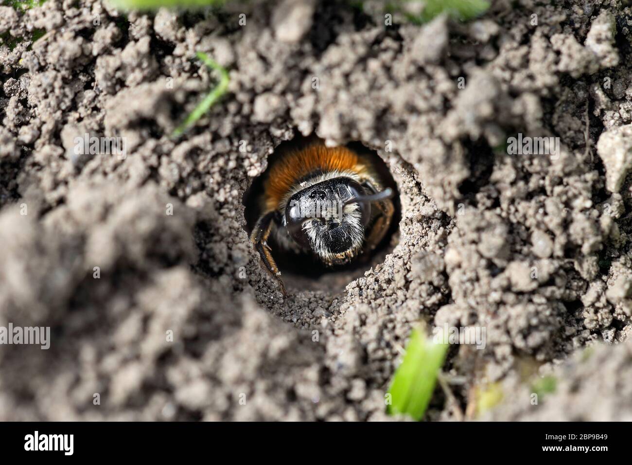 Mining Bee (possibilmente Tawny Mining Bee, Andrena fulva) all'entrata del suo Nest Hole in un Garden Lawn, Inghilterra UK Foto Stock