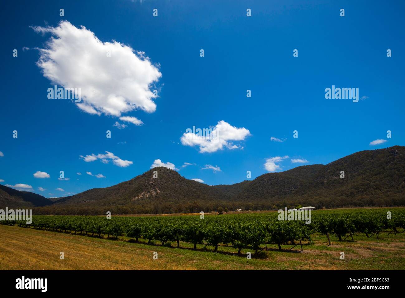 Vigneti nella Hunter Valley, New South Wales, Australia Foto Stock