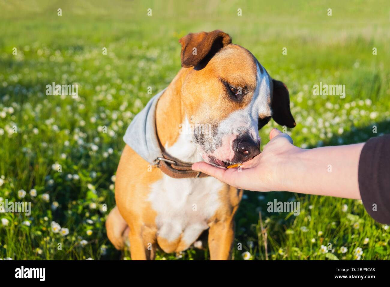 Regalare un piacere a un cane all'aperto. Mano umana che dà cibo ad un cucciolo in campo verde, in tarda primavera o estate e scena di luce solare sera Foto Stock