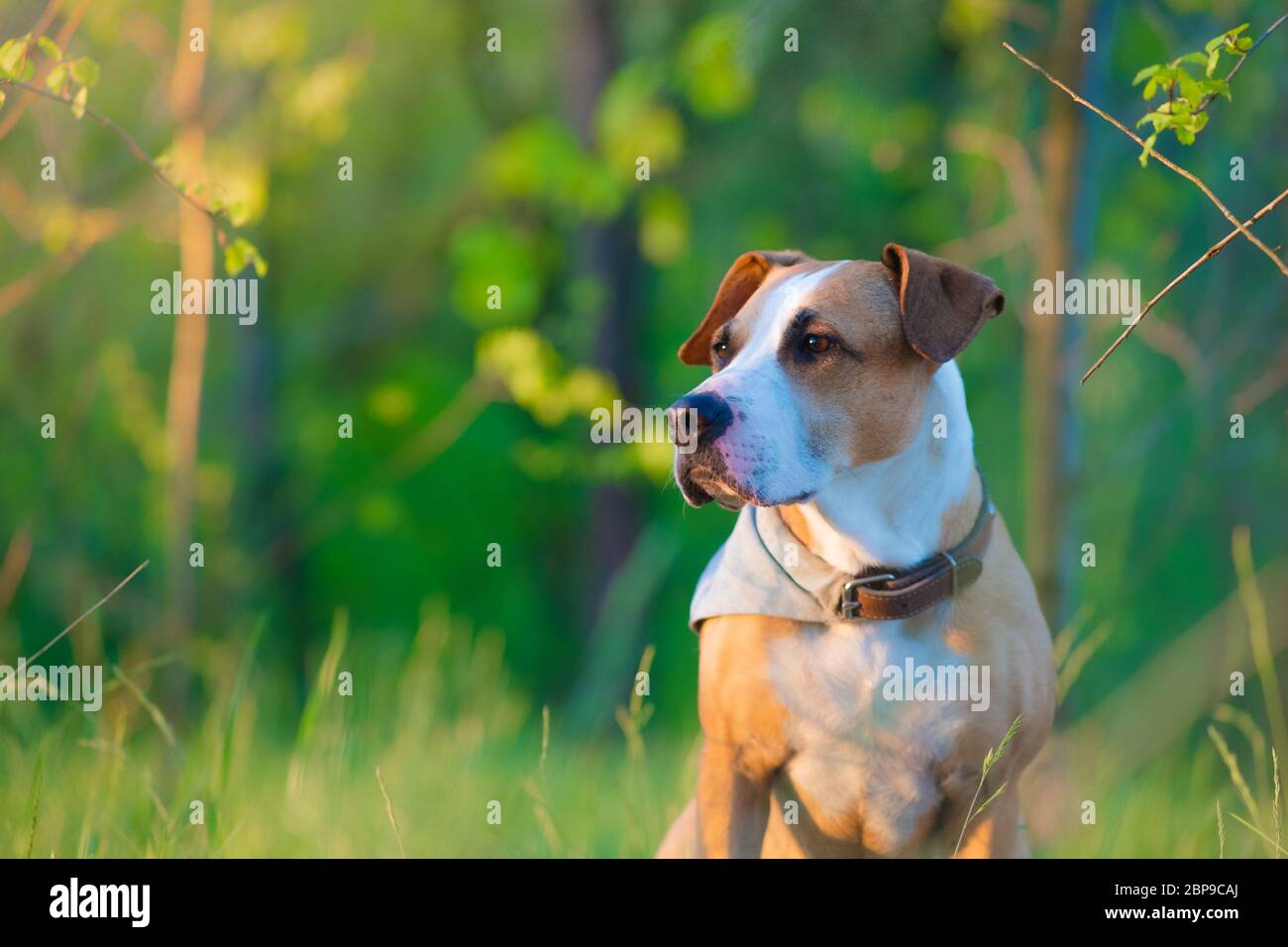 Telefoto ritratto di un cane tra erba verde fresca e foglie. Bel pitbull terrier mutt nella foresta, profondità di campo poco profonda Foto Stock