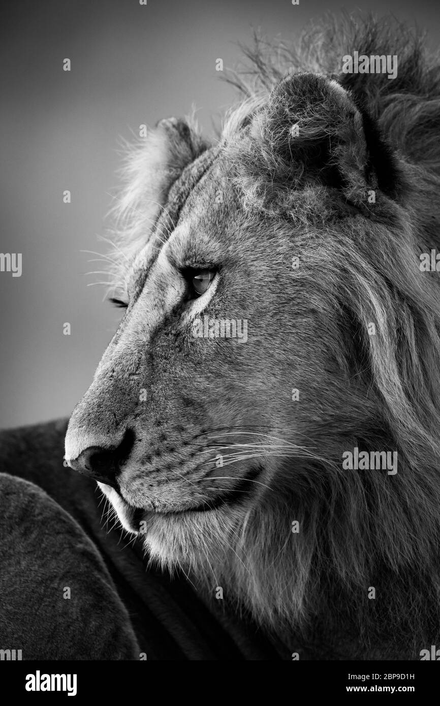 Un maschio di leone sta girando la testa per guardare indietro. Egli è solo due o tre anni e quindi ha una breve mane. Foto Stock