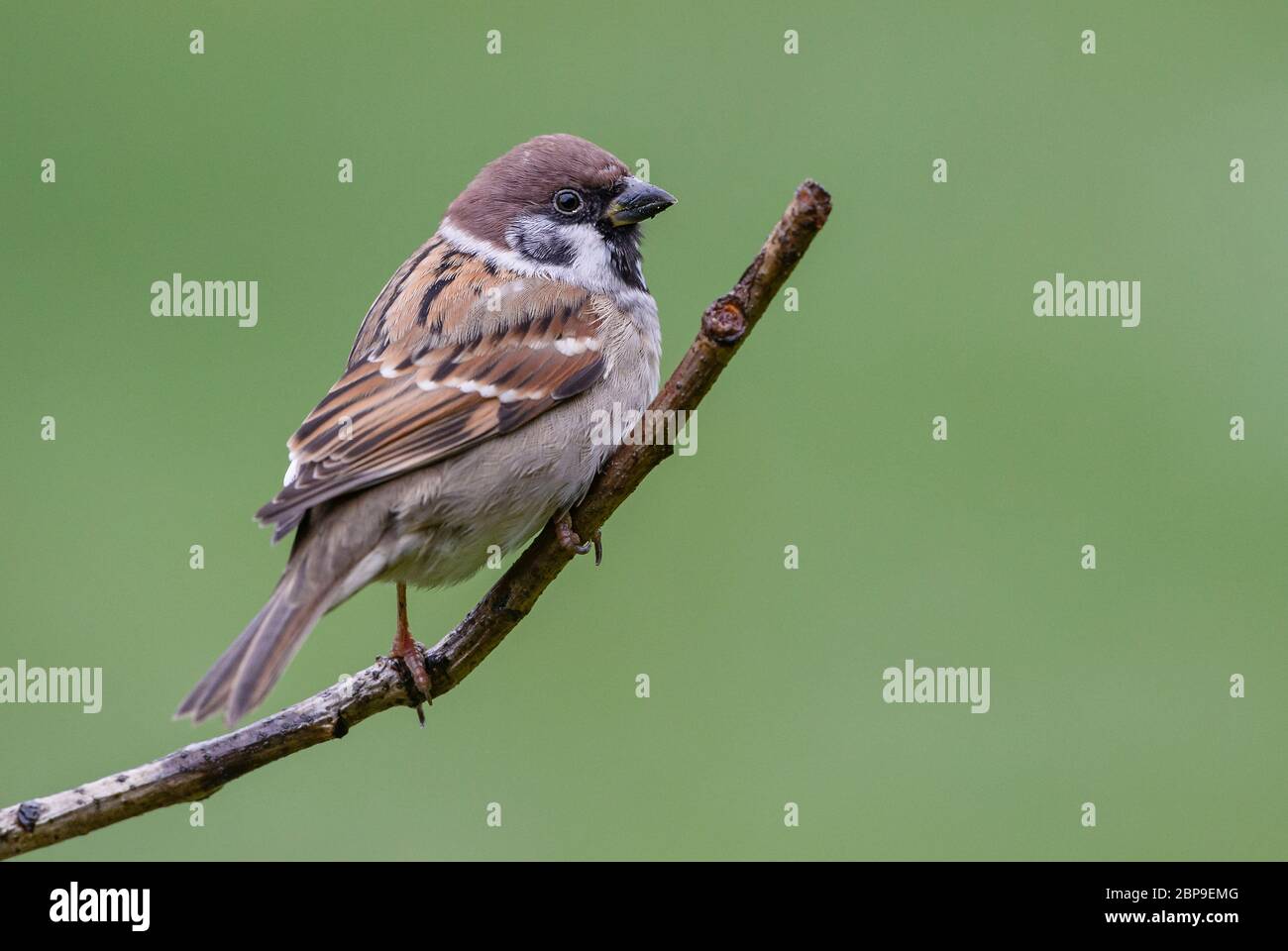 Eurasian Tree Sparrow - Passer montanus, uccello comune perching da giardini e boschi europei, Zlin, Repubblica Ceca. Foto Stock