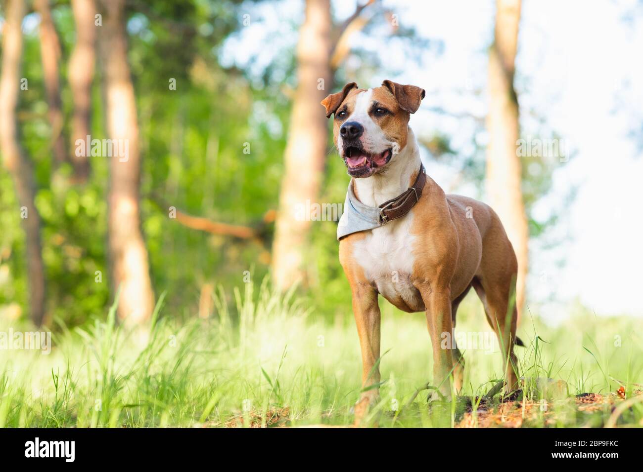 Avventura cane nella foresta, luminoso sole immagine illuminata. Staffordshire terrier mutt all'aperto, felice e sano concetto di animali domestici Foto Stock