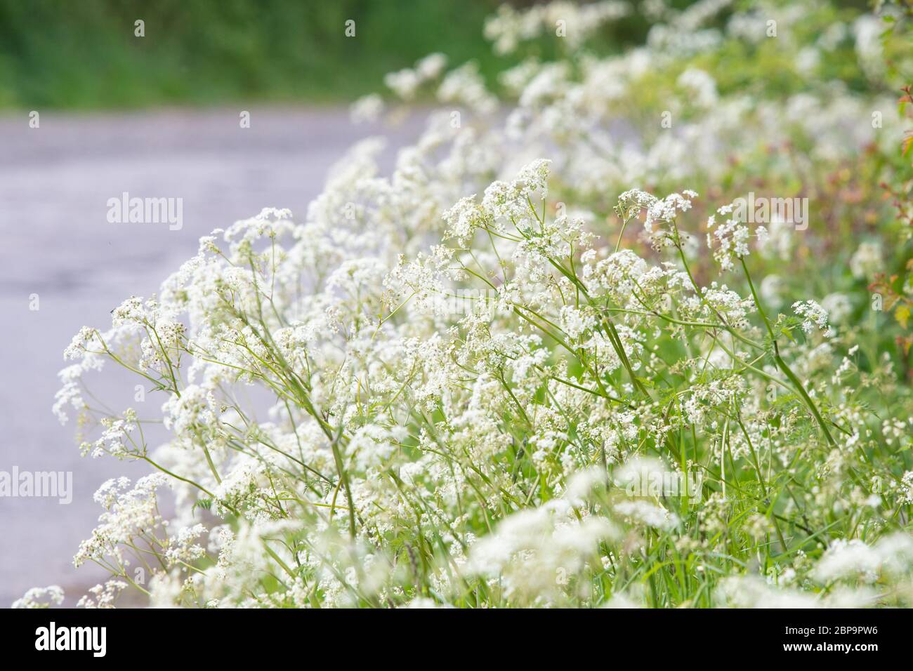 Prezzemolo di vacca - antrisco sylvestris - crescere sulla riva rurale della strada - Scozia, UK Foto Stock