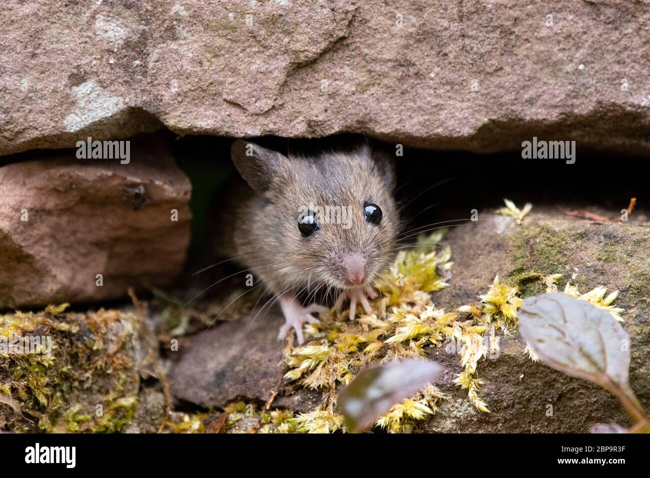 Mouse a legna - Apodemus sylvaticus - Foto Stock
