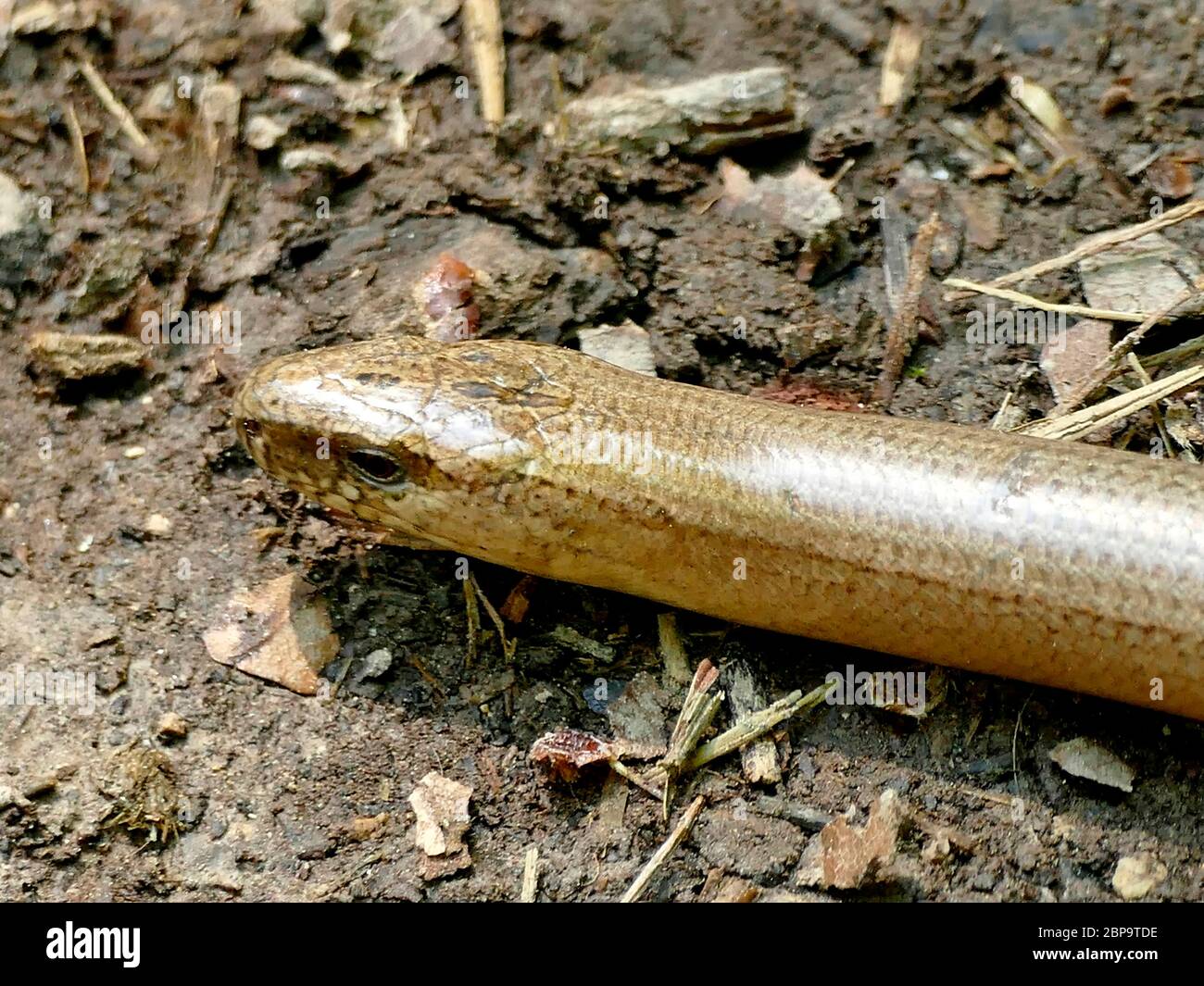 Blindworm europea su una strada Foto Stock