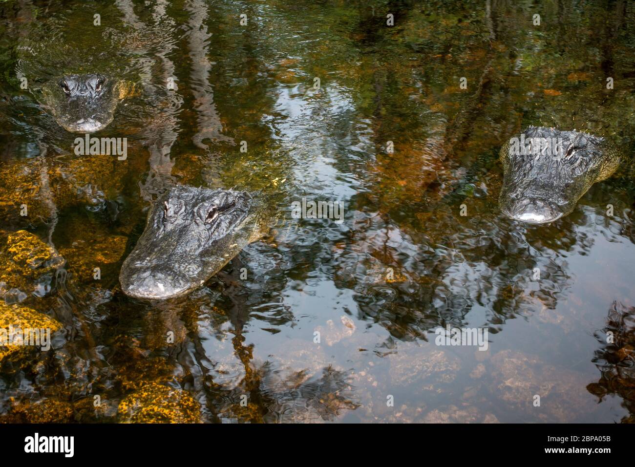 L'alligatore americano galleggia in acque tranquille profonde nella palude della foresta di cipressi, la Big Cypress Preserve, Everglades, Florida. Foto Stock