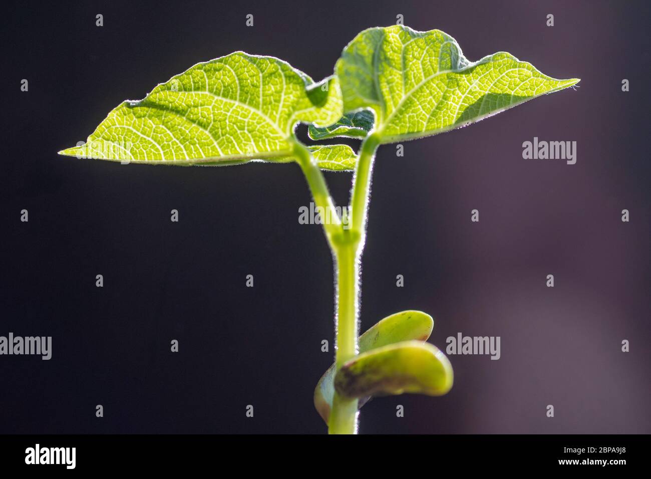 Pianta di fagiolo francese giovane (Phaseolus vulgaris) Foto Stock