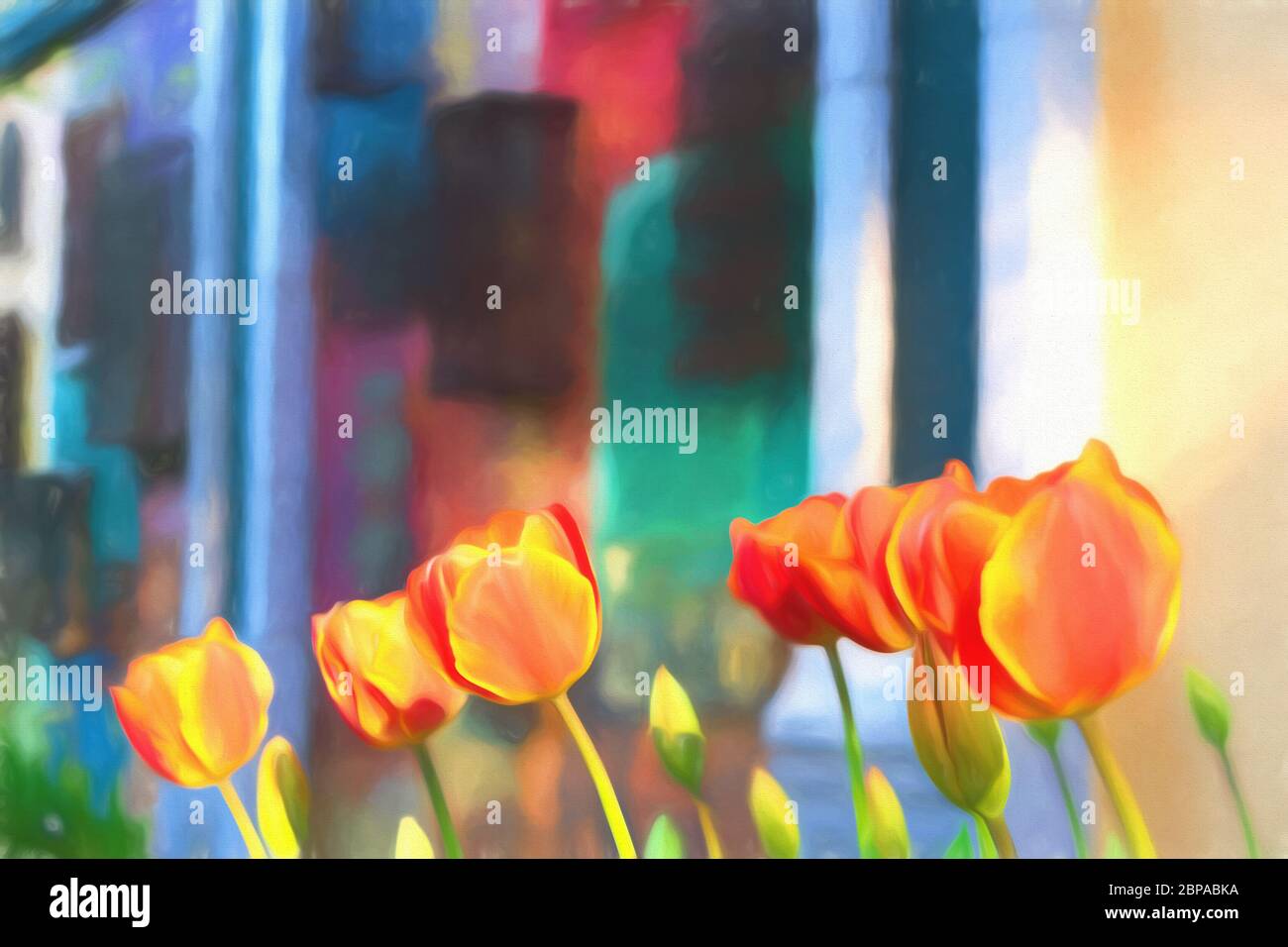 Primo piano. Bellissimi tulipani arancioni in fiore. Sfondo colorato. Foto Stock