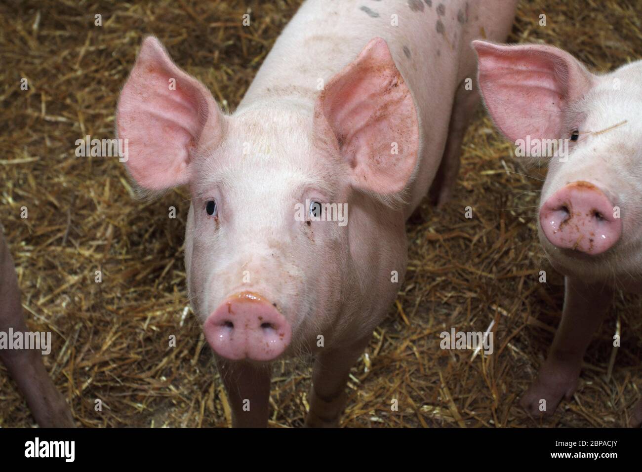 allevamento di bovini: suini rosa Foto Stock
