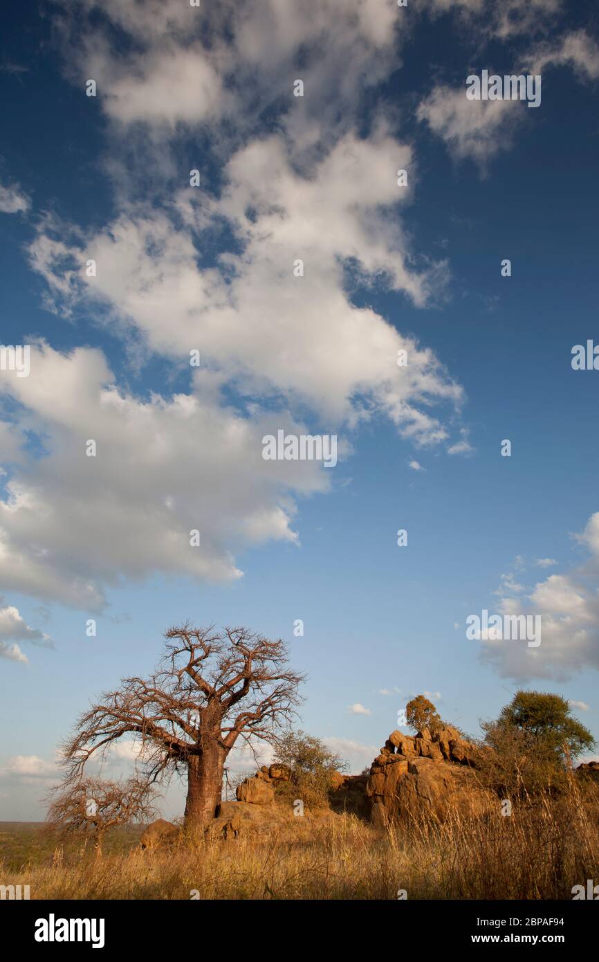 albero di boabab vicino al botswana, sudafrica Foto Stock