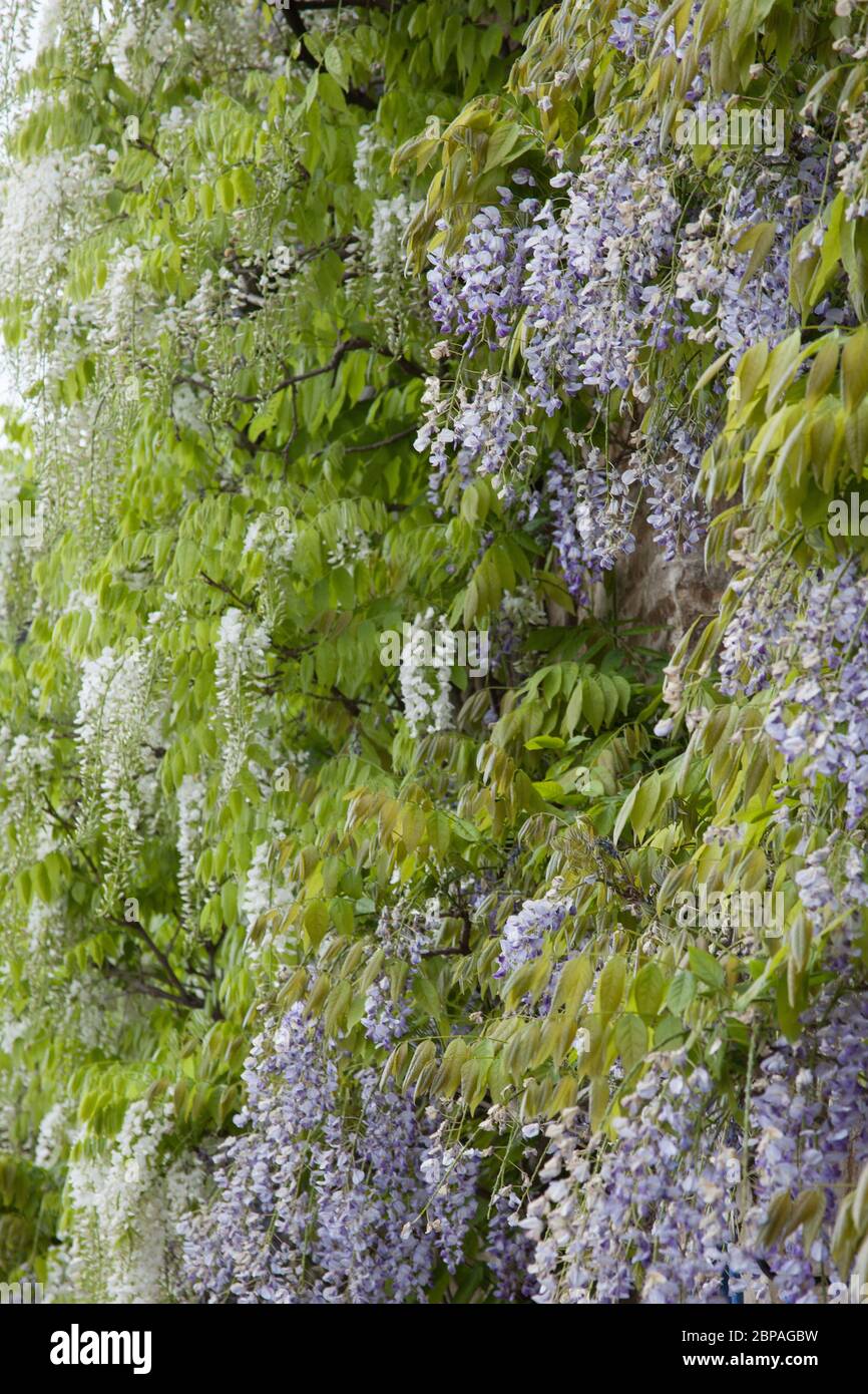 Glicine che cresce sul lato di una casa in piena fioritura Foto Stock