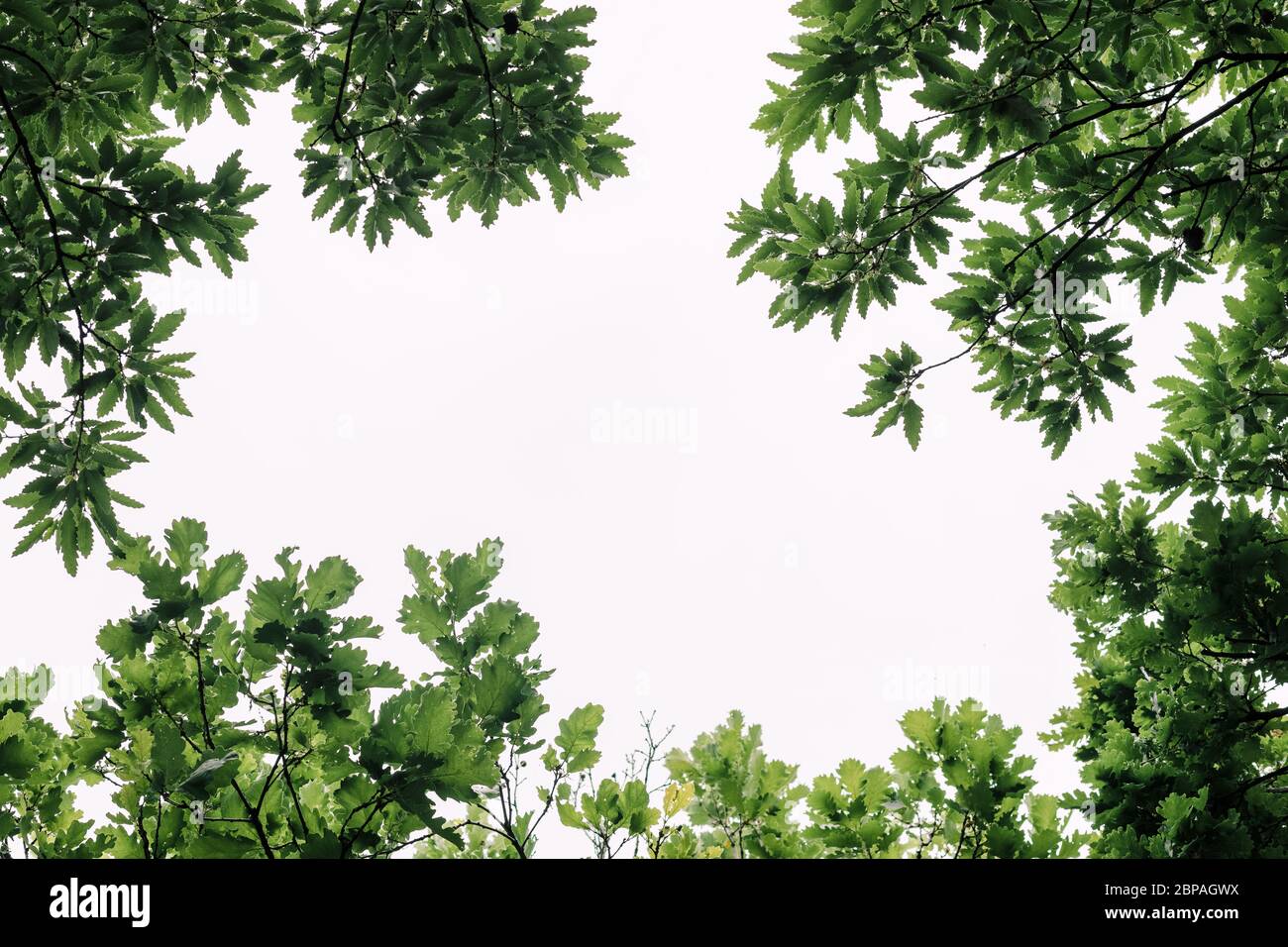 Foglie verdi e lussureggianti in una foresta profonda in primavera Foto Stock
