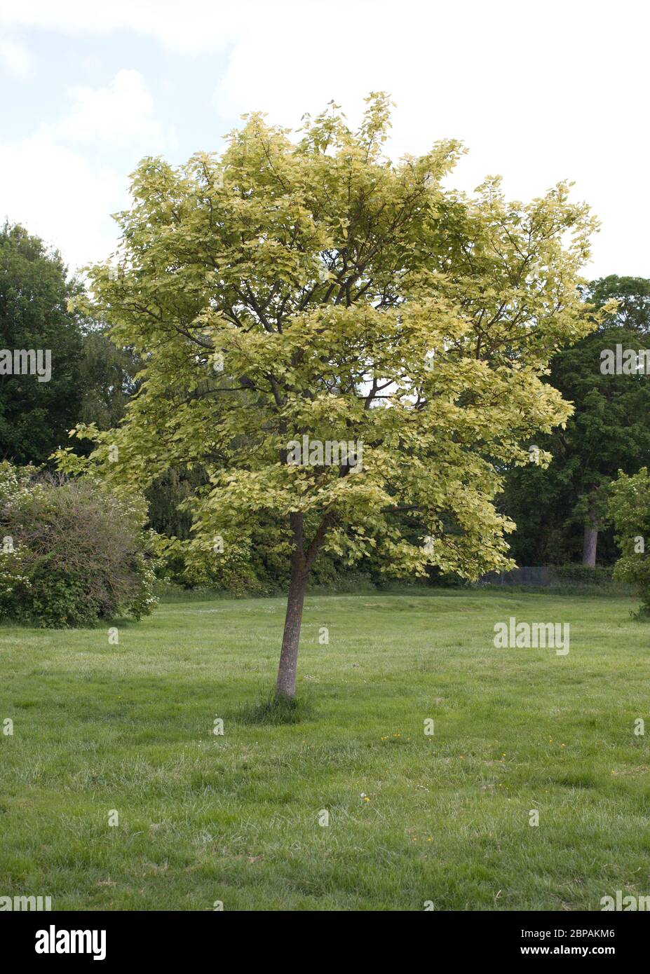 Un albero di Sycamore in un parco ad Abingdon, Oxfordshire, Regno Unito Foto Stock