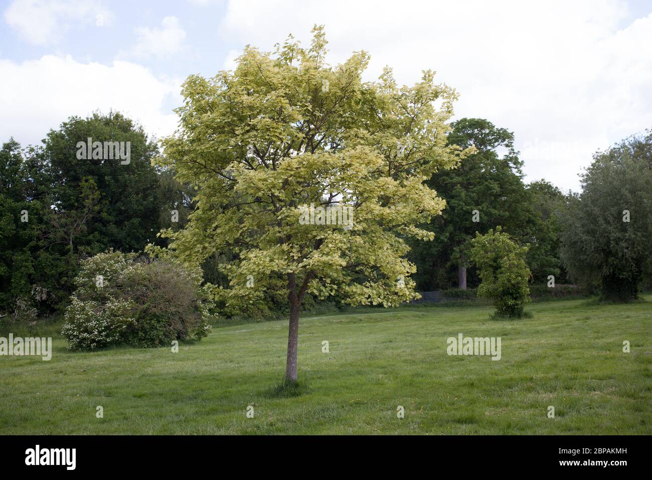 Un albero di Sycamore in un parco ad Abingdon nell'Oxfordshire durante maggio nel Regno Unito Foto Stock