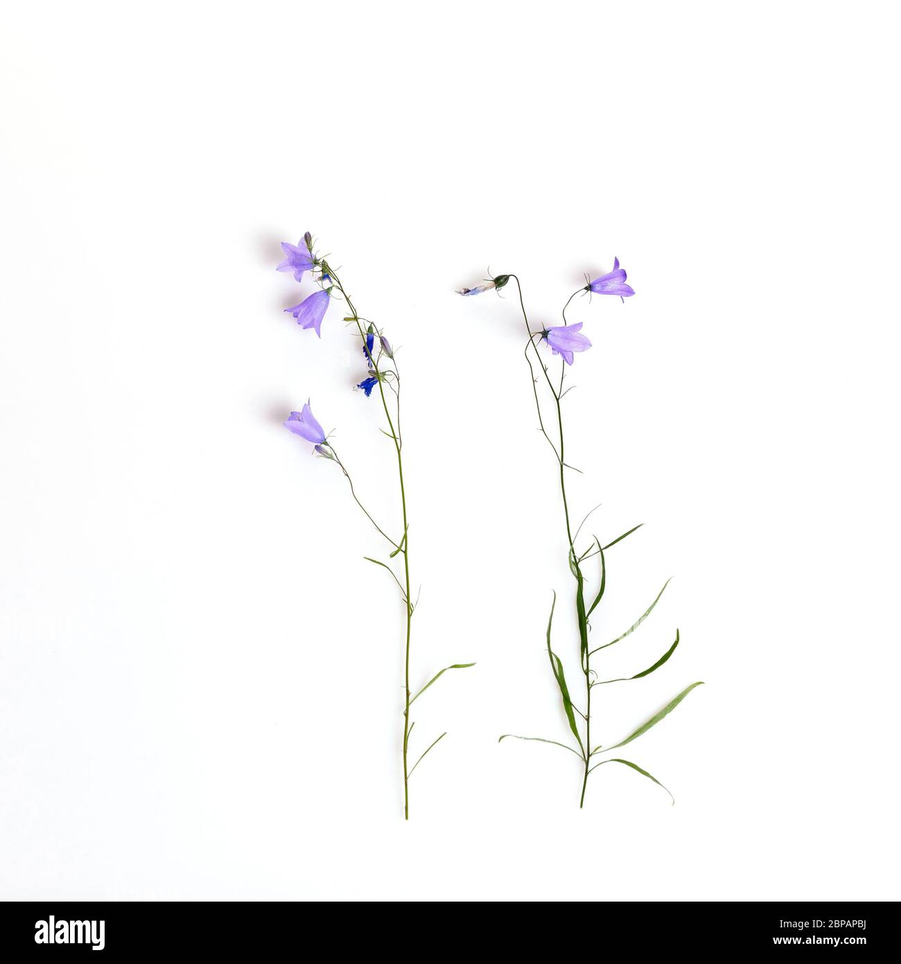 Fiore blu. Bellflowers isolato su bianco. Campanula rotundifolia Foto Stock