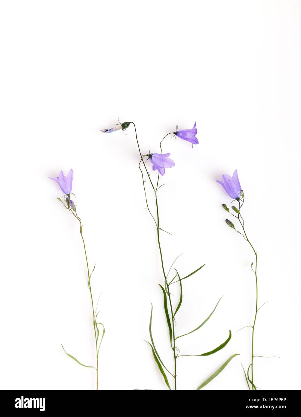 Fiore blu. Bellflowers isolato su bianco. Campanula rotundifolia Foto Stock