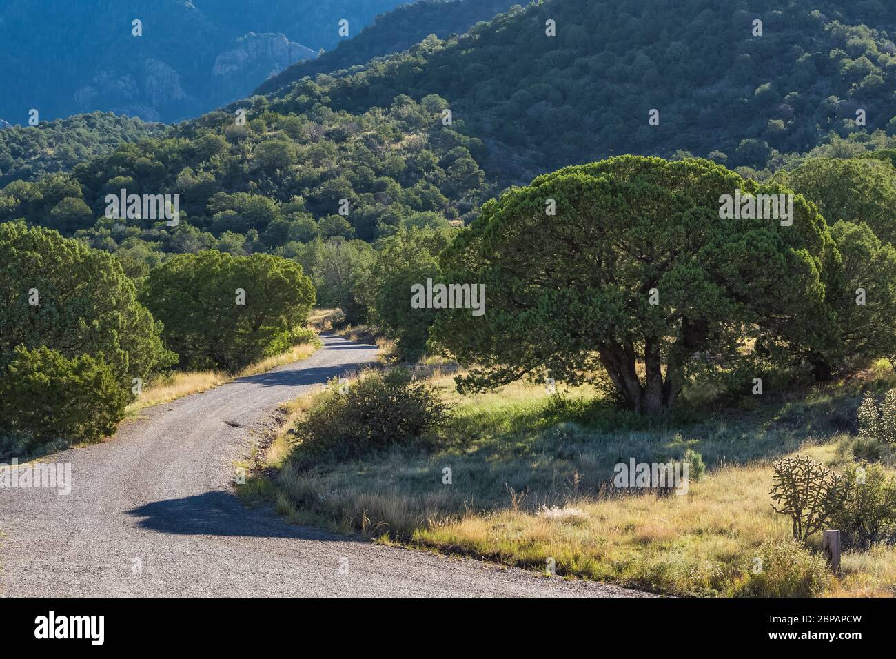 Ginepro alligatore, Juniperus depeana, fiorente in campo Oak Grove nella Lincoln National Forest, nelle montagne di Sacramento del New Mexico, Stati Uniti Foto Stock