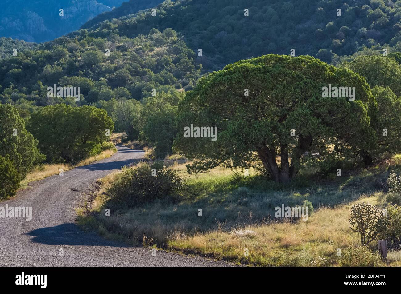 Ginepro alligatore, Juniperus depeana, fiorente in campo Oak Grove nella Lincoln National Forest, nelle montagne di Sacramento del New Mexico, Stati Uniti Foto Stock