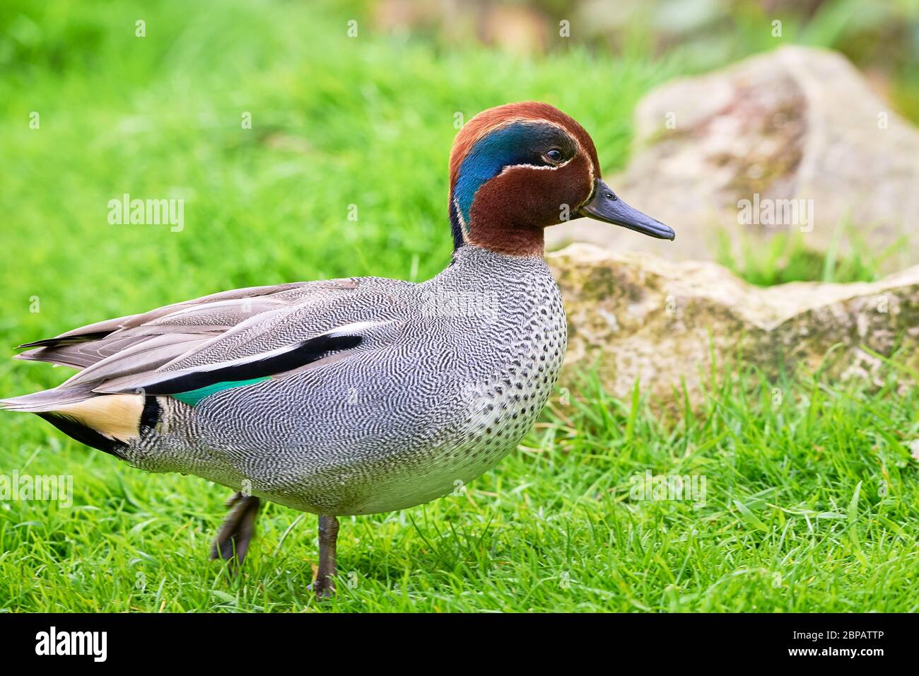 Closeup eurasiatico (Anas crecca), comune teal Foto Stock