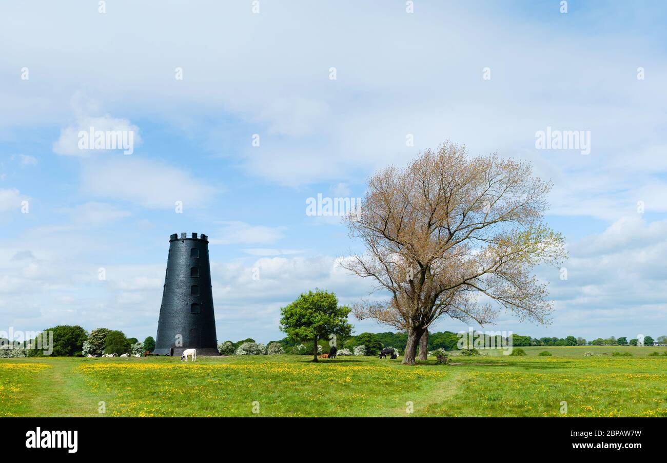 Mulino a vento disusato circondato da pascoli verdi e bestiame pascolo con alberi e fiori selvatici in primavera a Beverley, Yorkshire, Regno Unito. Foto Stock