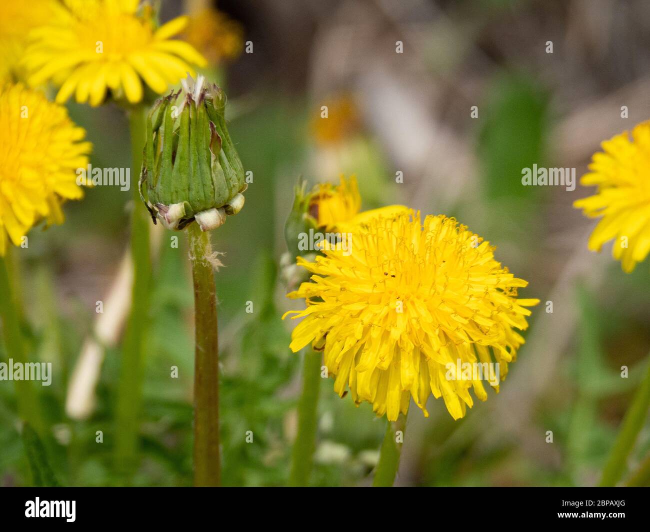 Giallo fiore di tarassaco. Foto Stock