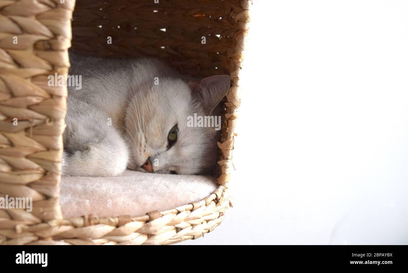 Cute British bianco gatto razza pura con gli occhi verdi gorgeous è rilassante nella casa del gatto a casa che guarda voi. Foto Stock