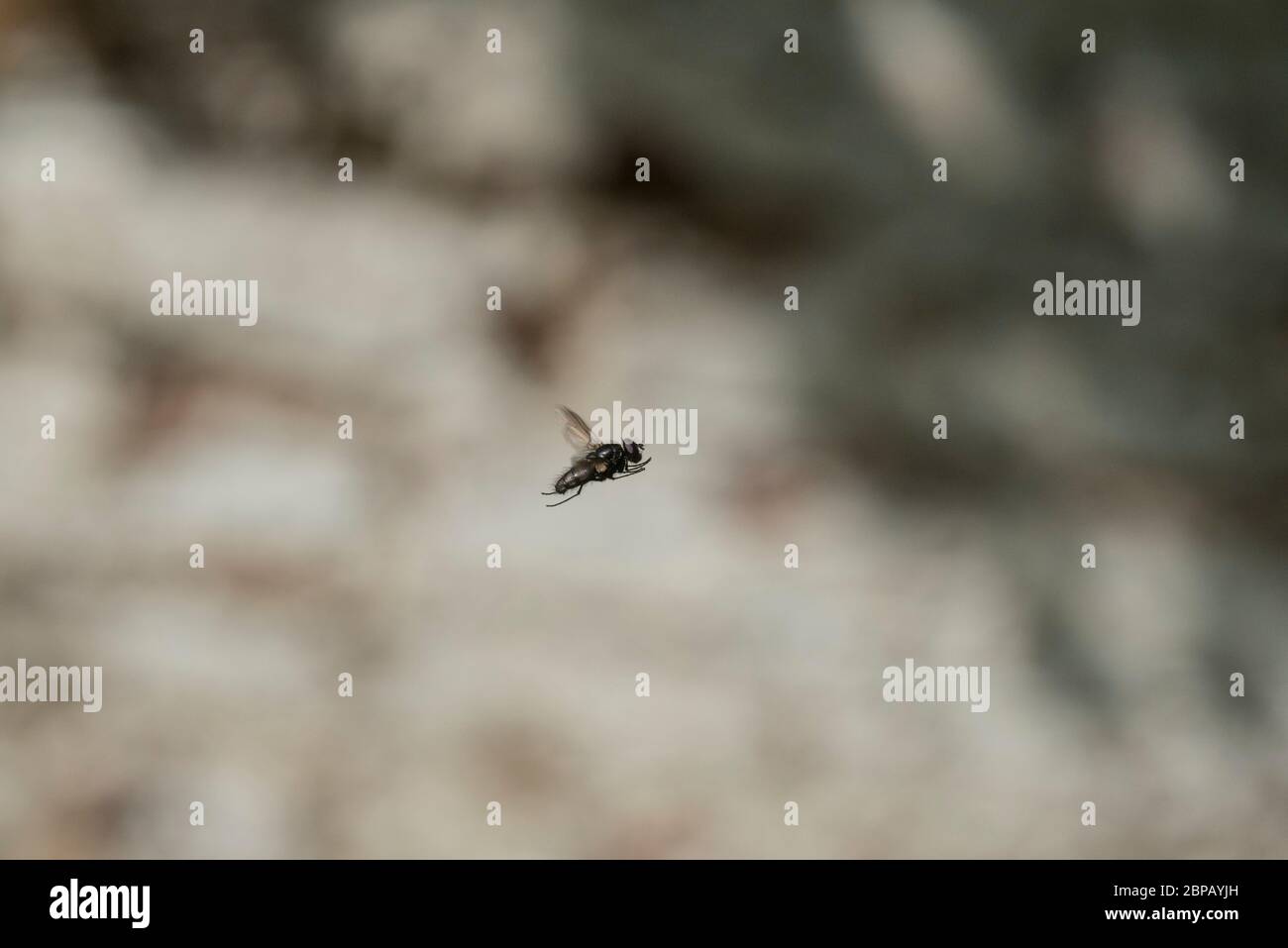 Volo peloso con il hovering (specie sconosciuta) Foto Stock