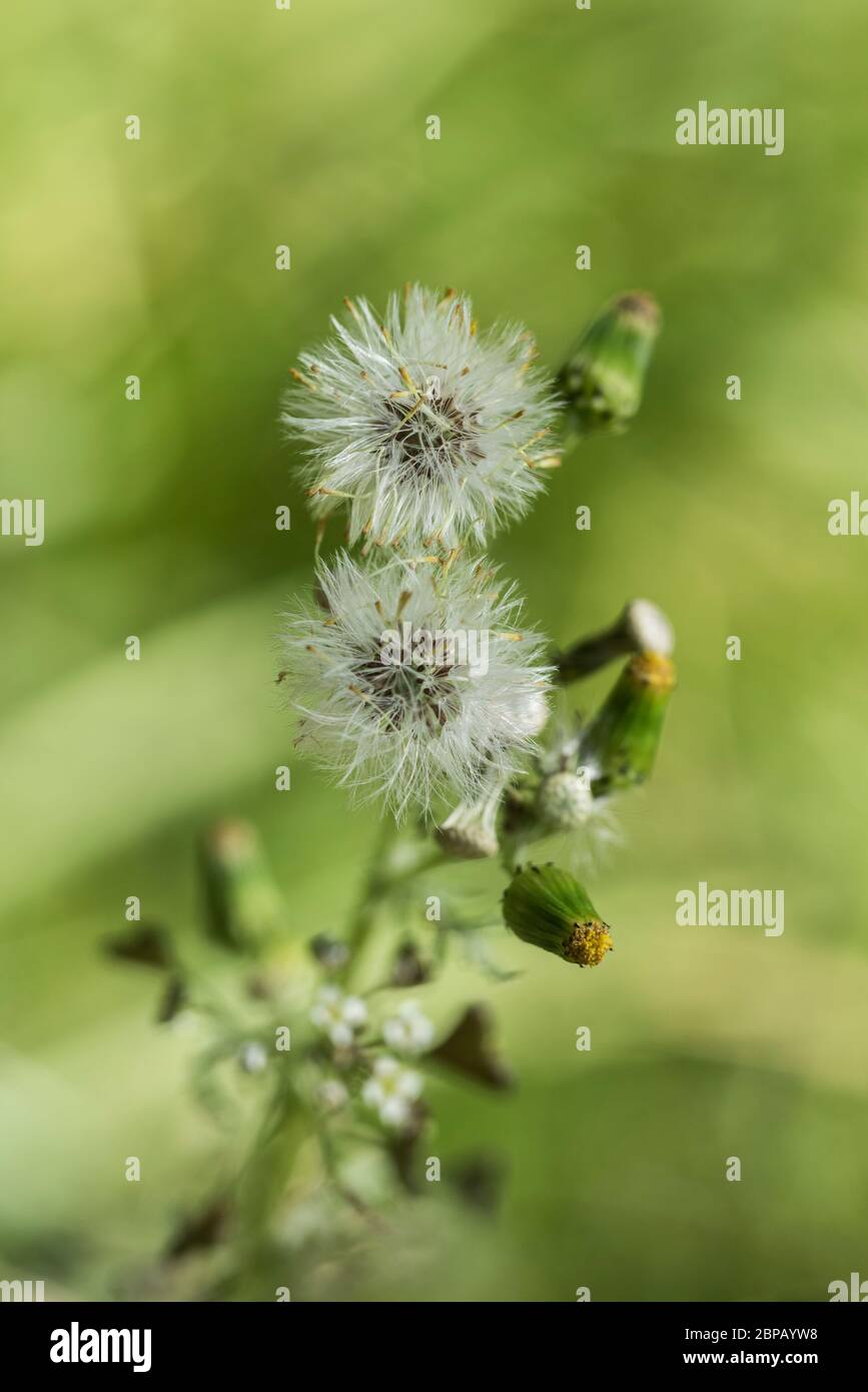 Teste di semi di Groundsel (Senecio vulgaris) Foto Stock