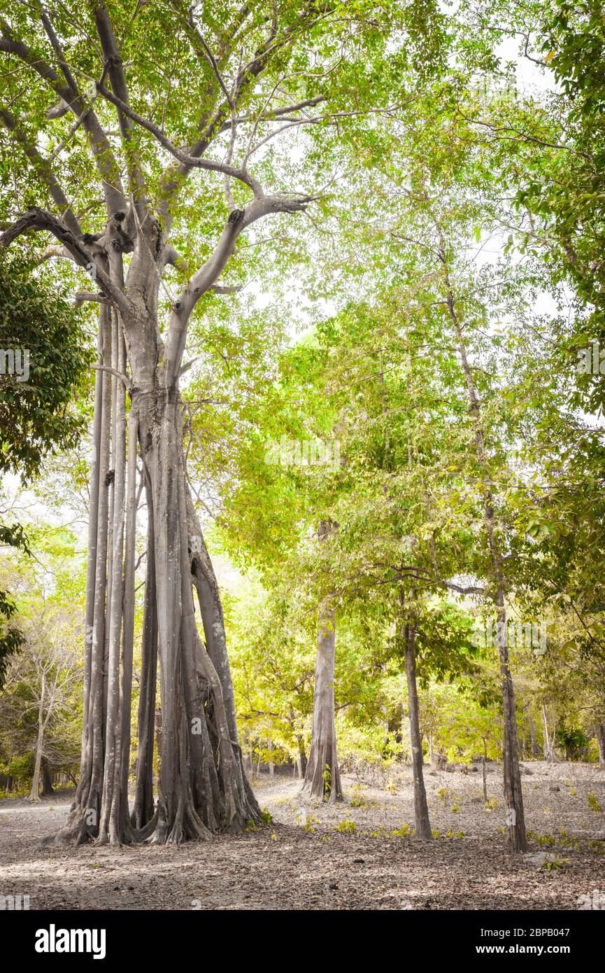 Gigantesco fico strangler. Sito archeologico di Sambor Prei Kuk, provincia di Kampong Thom, Cambogia, Sud-est asiatico Foto Stock