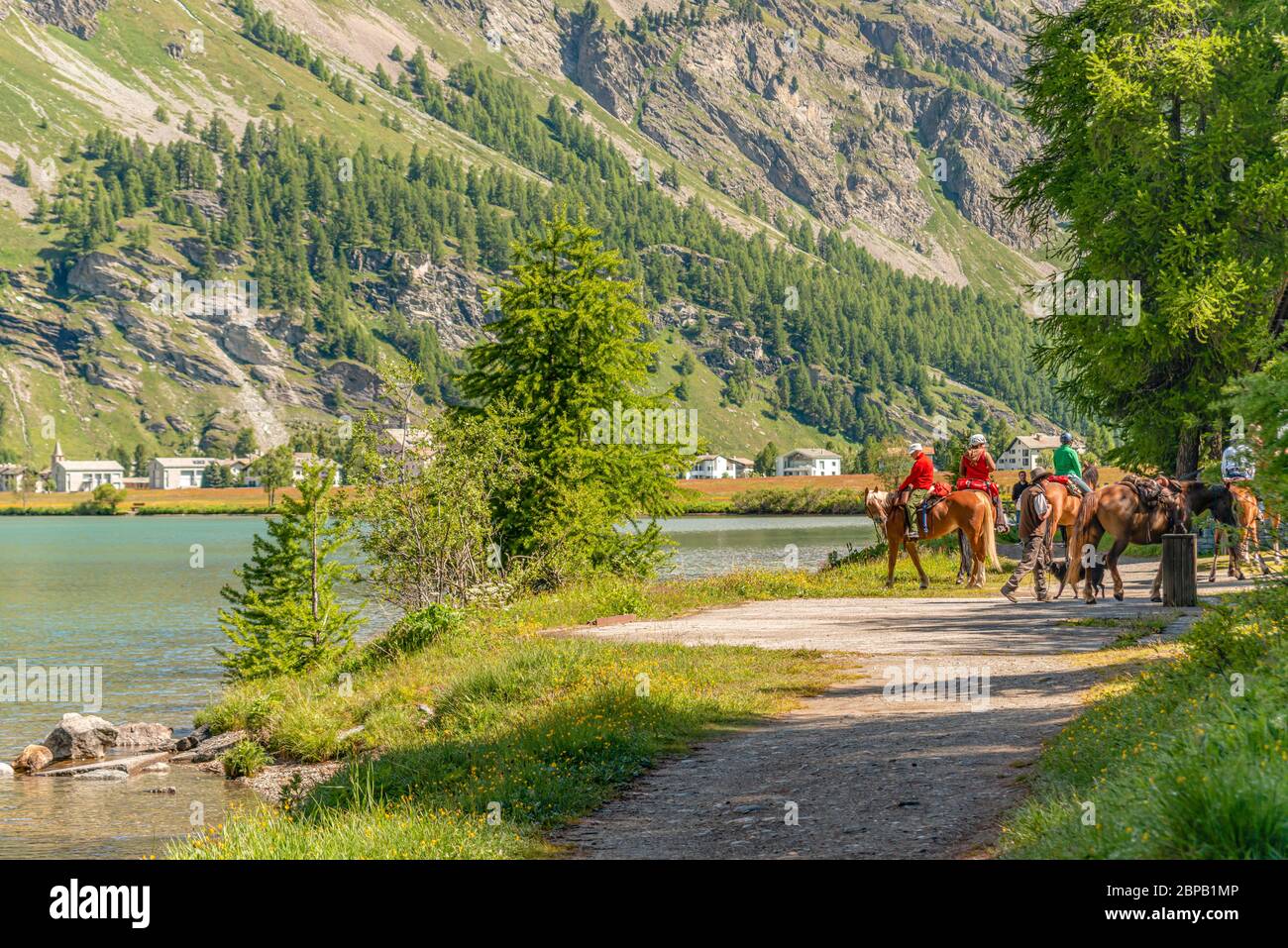 Gruppo di piloti al Lago di Sils in estate, Graubünden, Svizzera Foto Stock