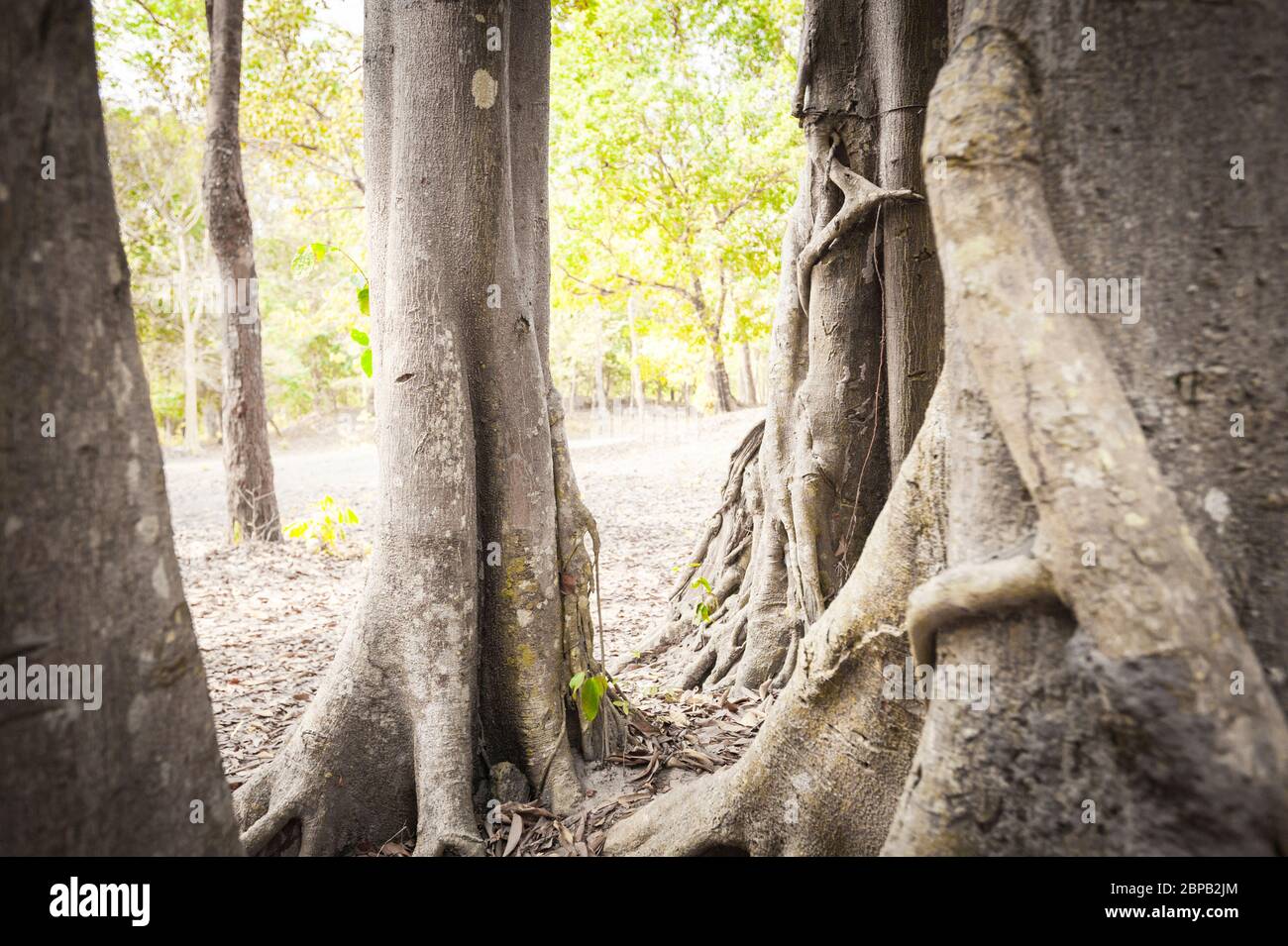 Gigantesco fico strangler. Sito archeologico di Sambor Prei Kuk, provincia di Kampong Thom, Cambogia, Sud-est asiatico Foto Stock