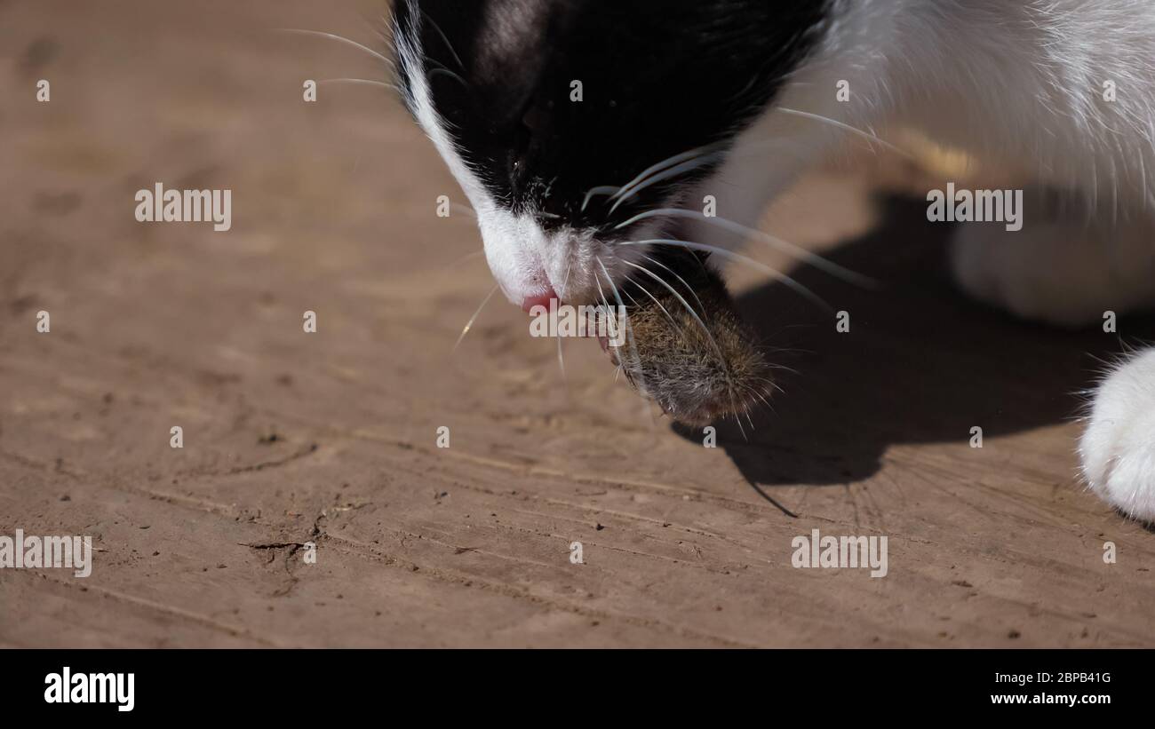 Il gatto bianco e nero giovane mangia un primo piano del mouse. Foto Stock