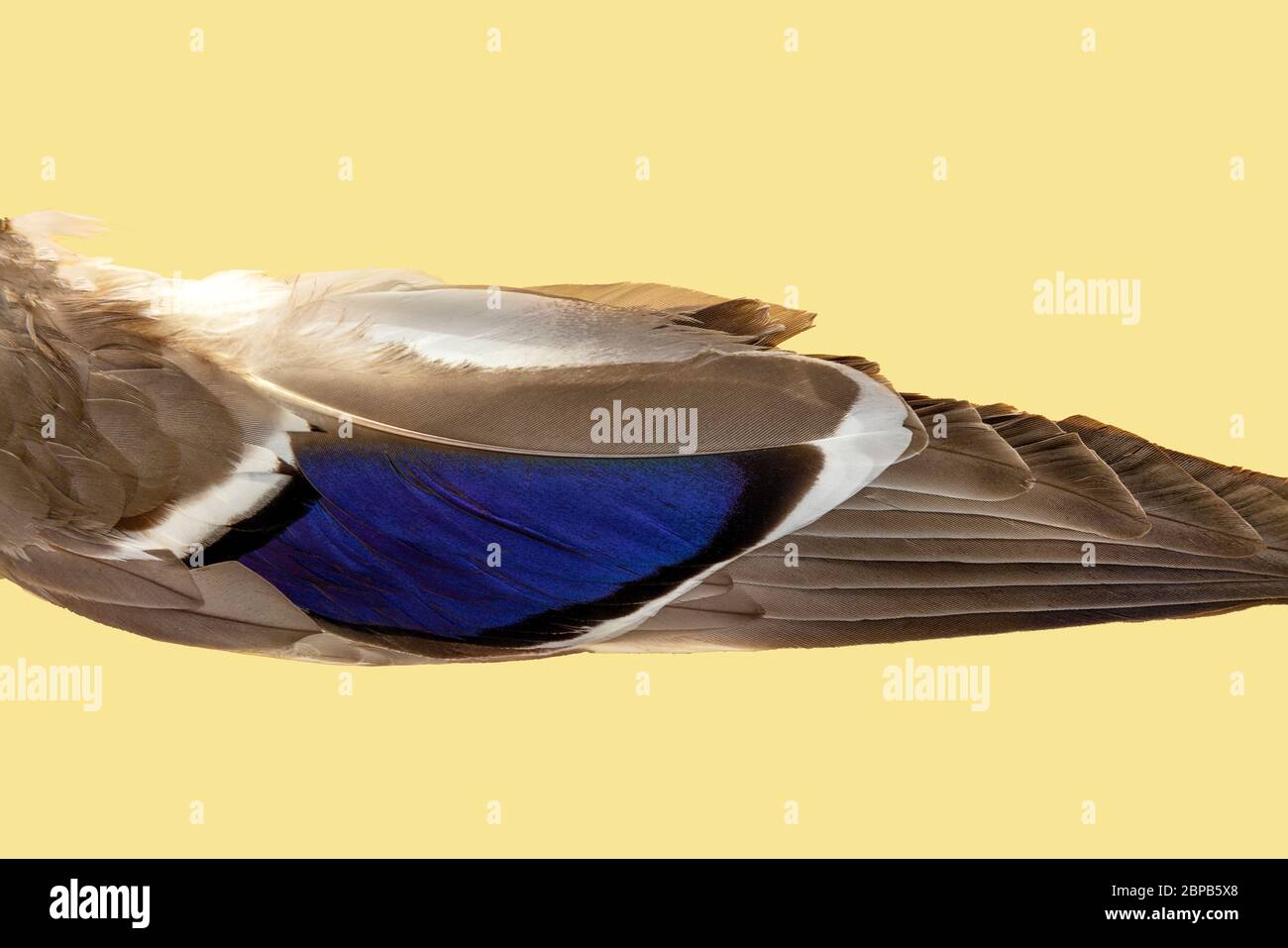 Piume d'anatra di Mallard, di James D Coppinger/Dembinsky Photo Assoc Foto Stock