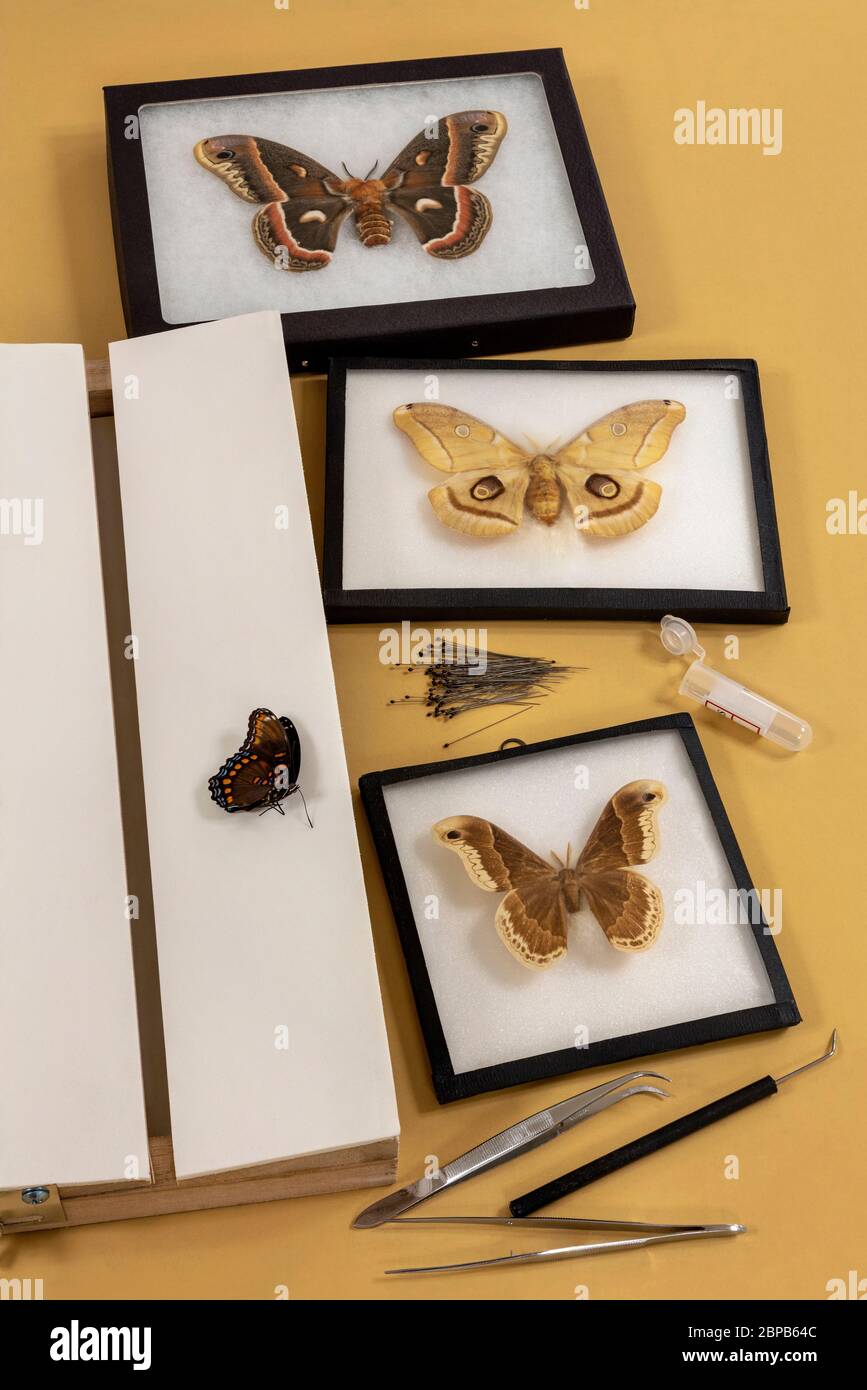 Collezione Moth and Butterfly, di James D Coppinger/Dembinsky Photo Assoc Foto Stock