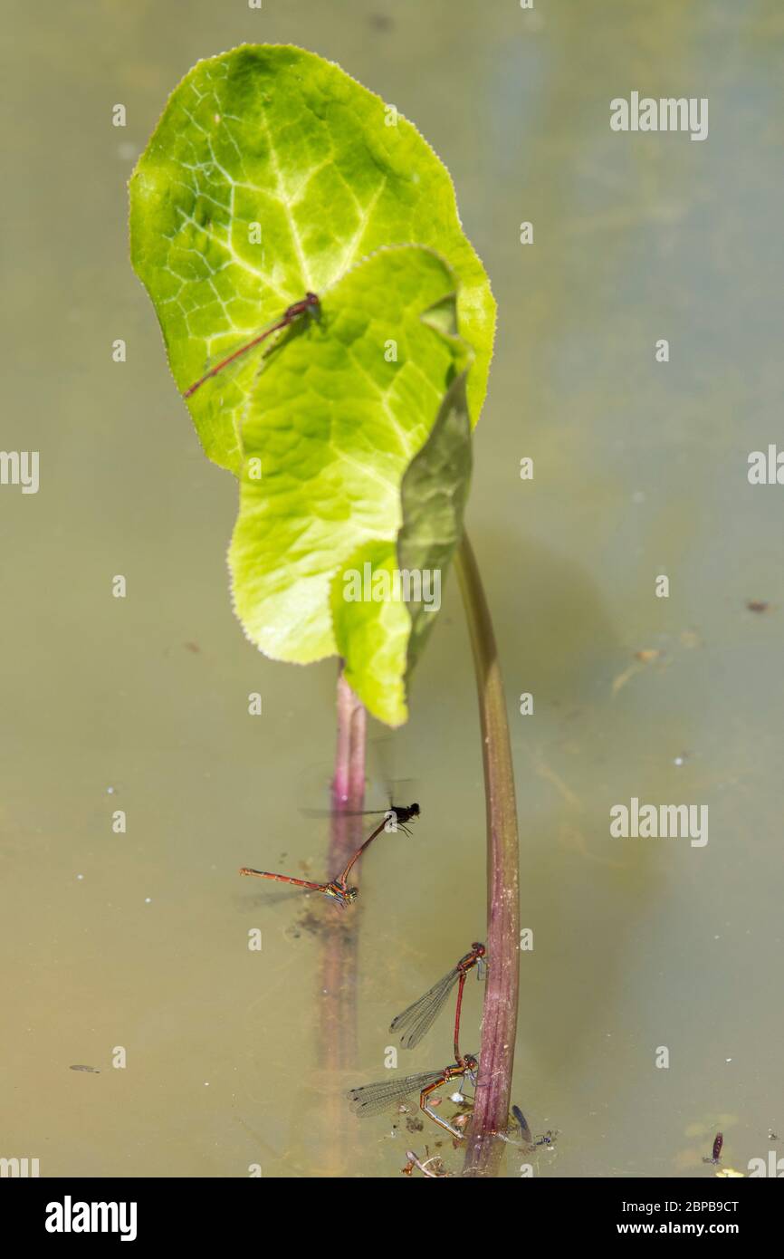 Accoppiamento grande di Damselflies rosso (ninfula di Pyrrhosoma) su Marsh Marigold (Caltha palustris) Foto Stock