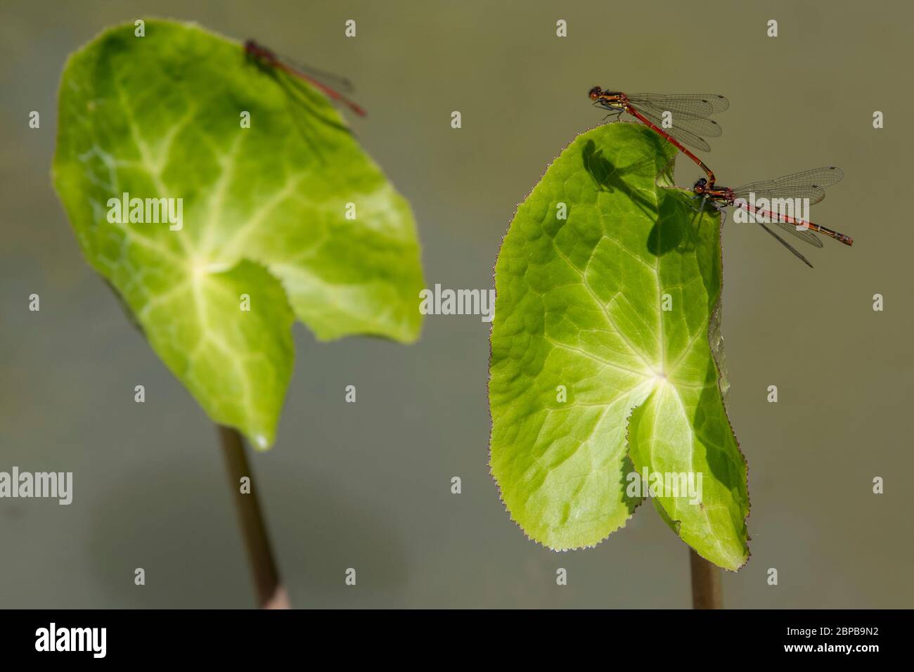 Accoppiamento grande di Damselflies rosso (ninfula di Pyrrhosoma) su Marsh Marigold (Caltha palustris) Foto Stock