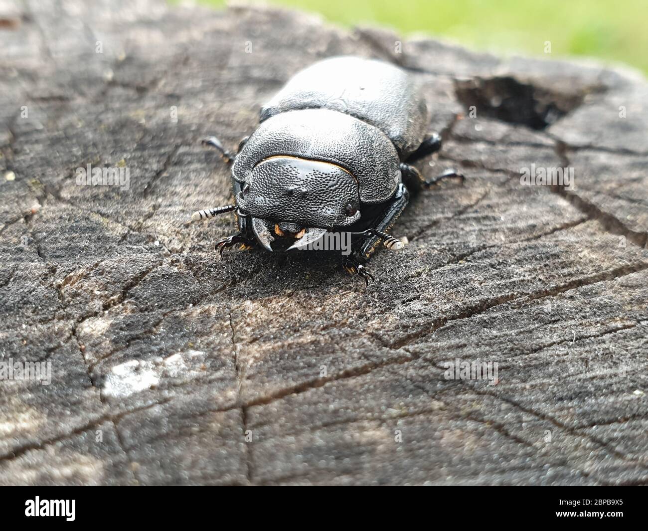 Primo piano di scarabeo nero sul legno Foto Stock