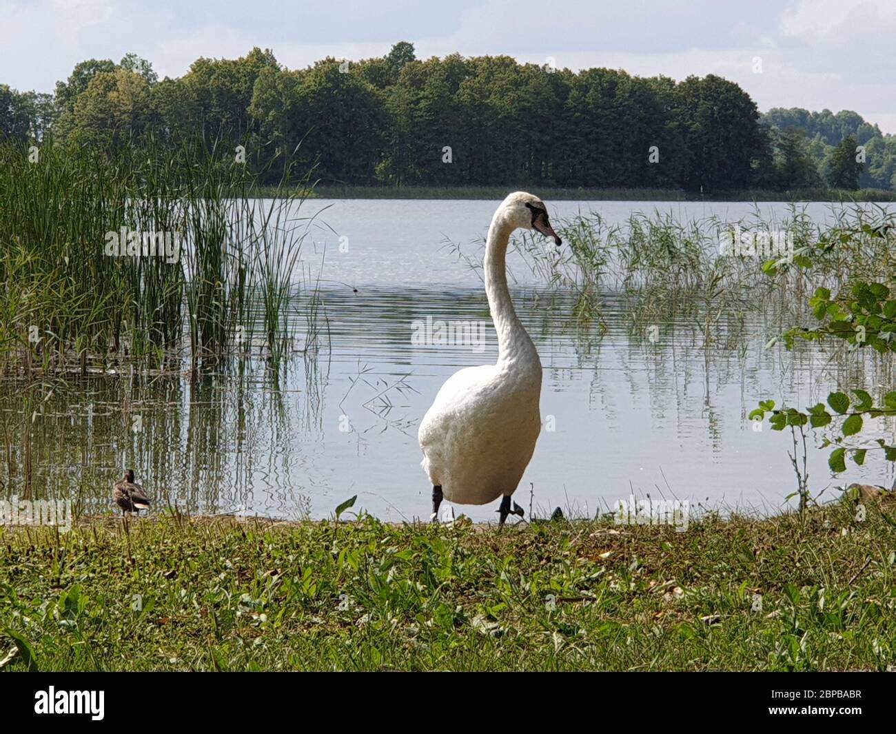 Cigno bianco vicino al lago Foto Stock