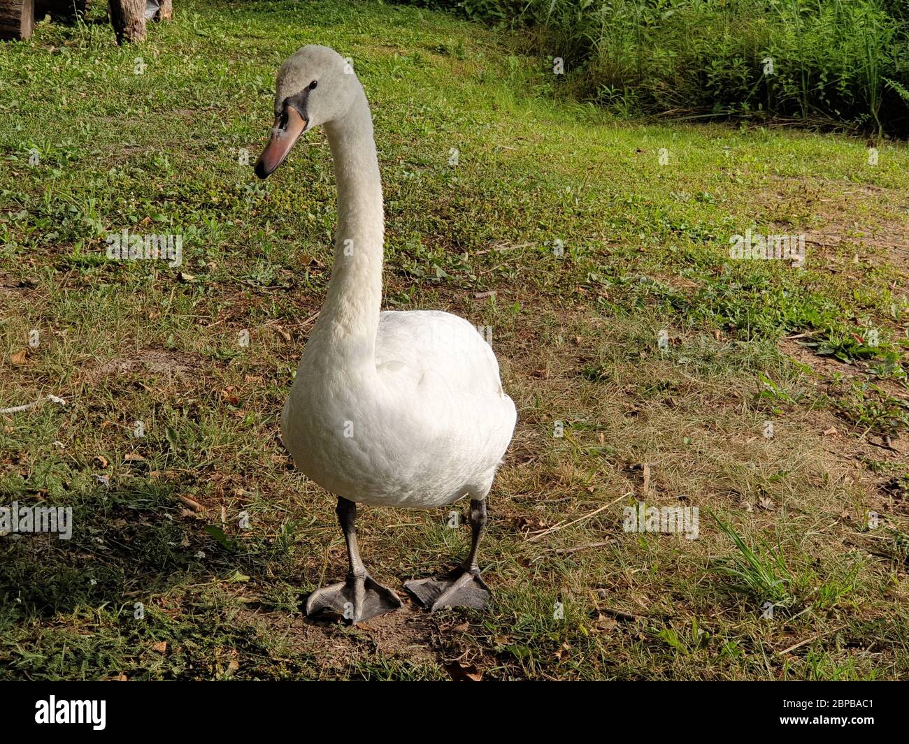 Swan sull'erba vicino al lago Foto Stock