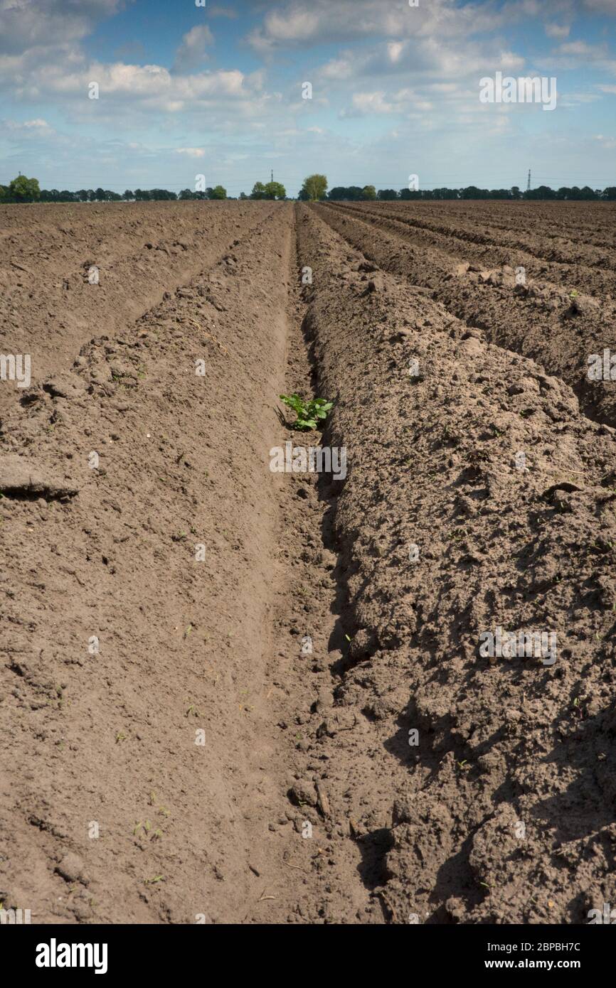 Siccità: Modello di creste e solchi in un campo sabbioso asciutto preparato per la coltivazione di patate sotto un cielo blu con nuvole Foto Stock