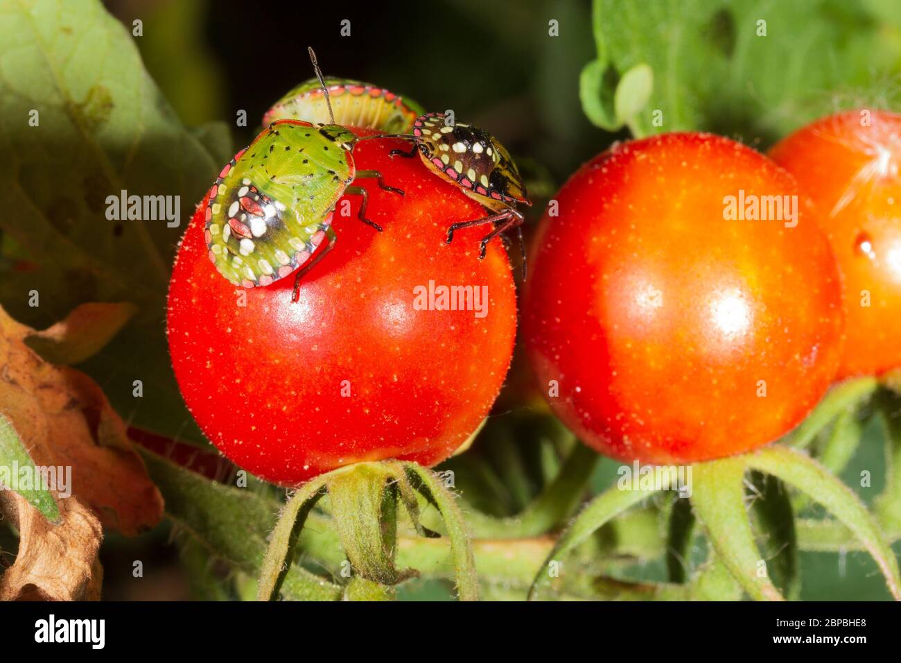 Insetto peste tartaruga dannosa (Eurygaster integriceps) su pomodori maturi primo piano Foto Stock