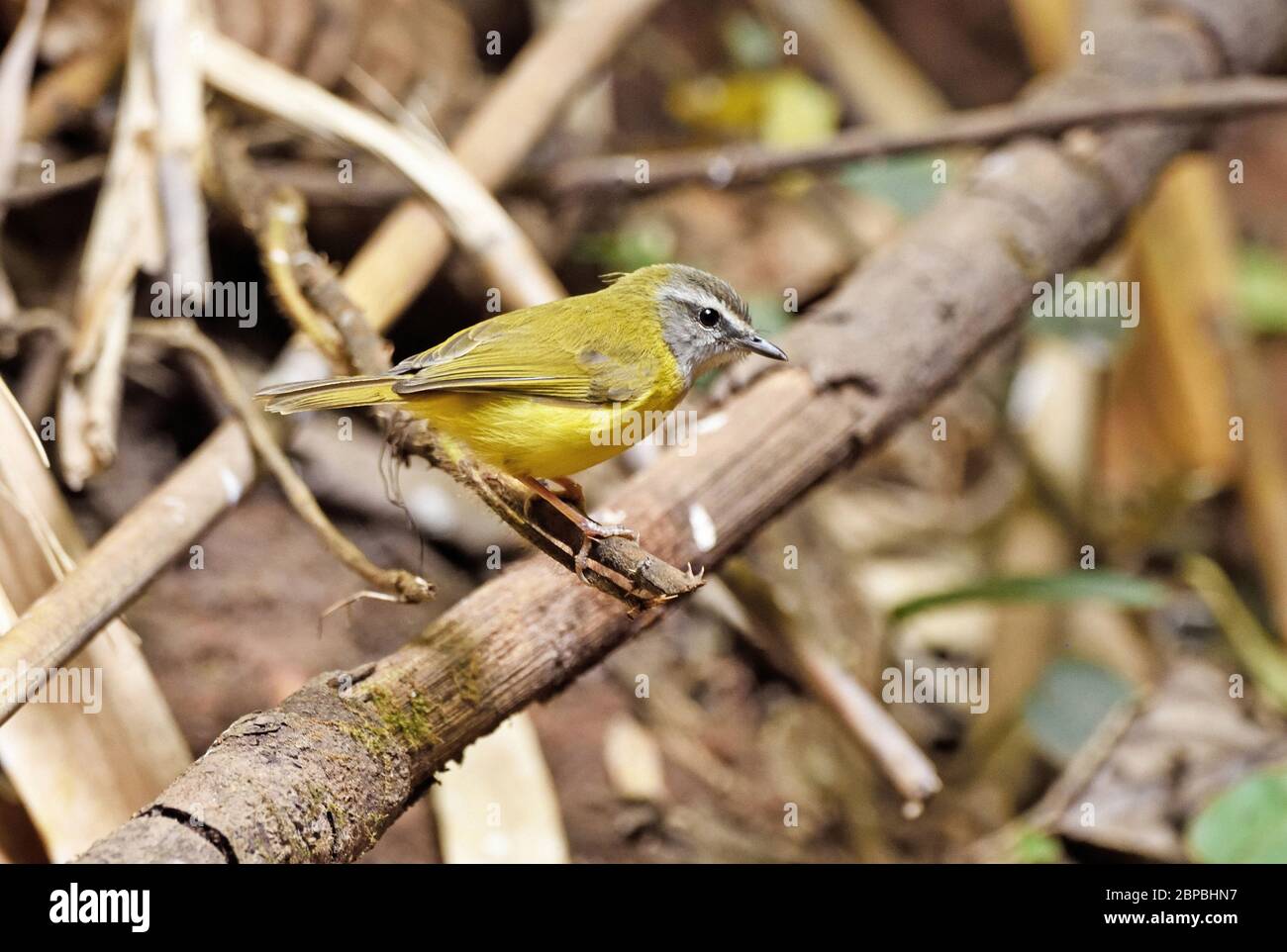 Un Warbler giallo-belled (Abroscopus superciliaris) appollaiato su un piccolo ramo nella piscina della foresta nel nord-est della Thailandia Foto Stock