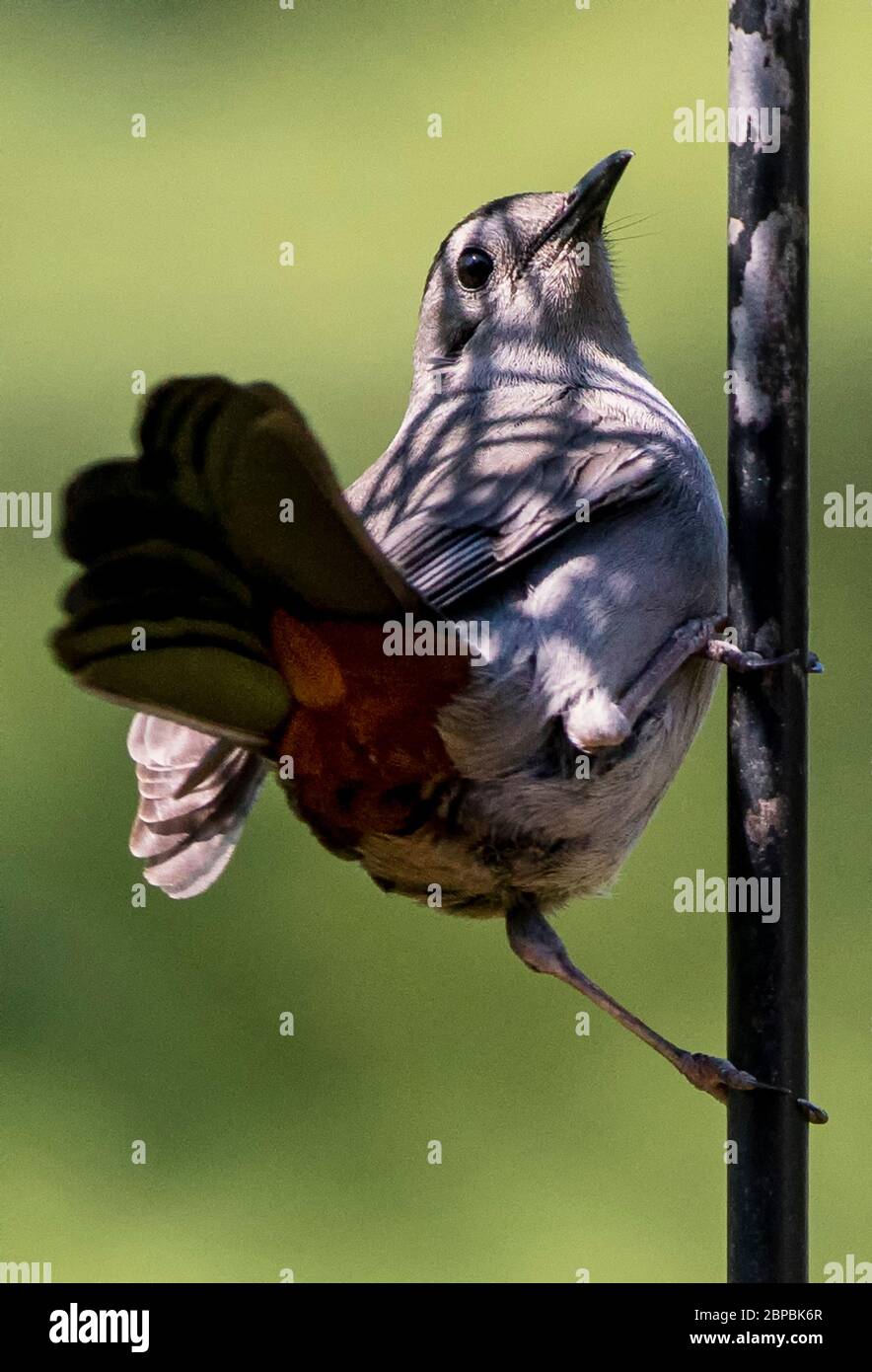 Coda ventola Foto Stock
