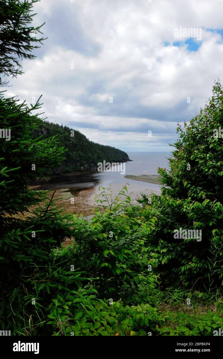 Guardando attraverso gli alberi a Point Wolfe Beach Foto Stock