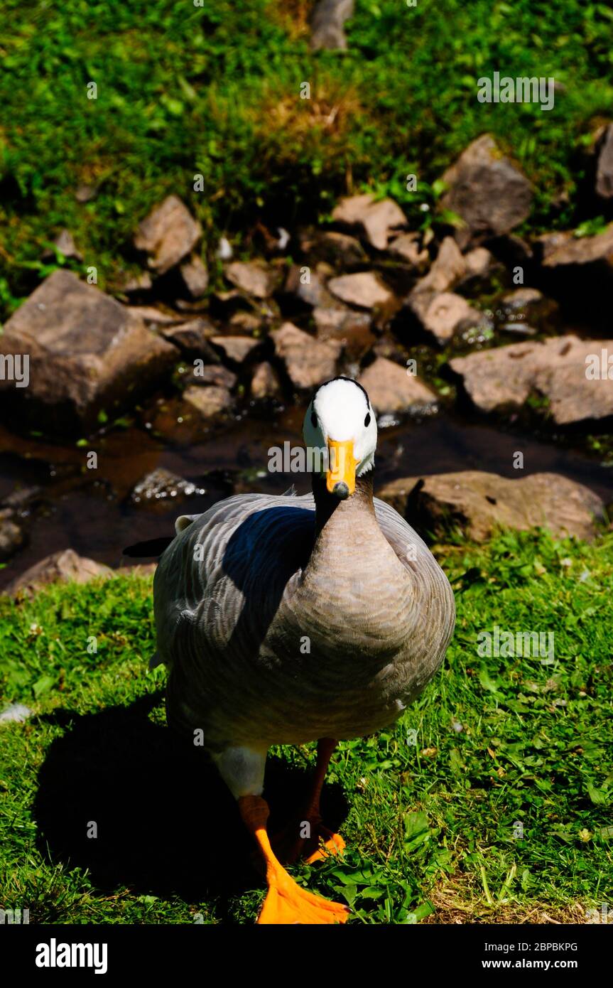 Una barra di avviso ha diretto l'oca alla ricerca di un handout Foto Stock