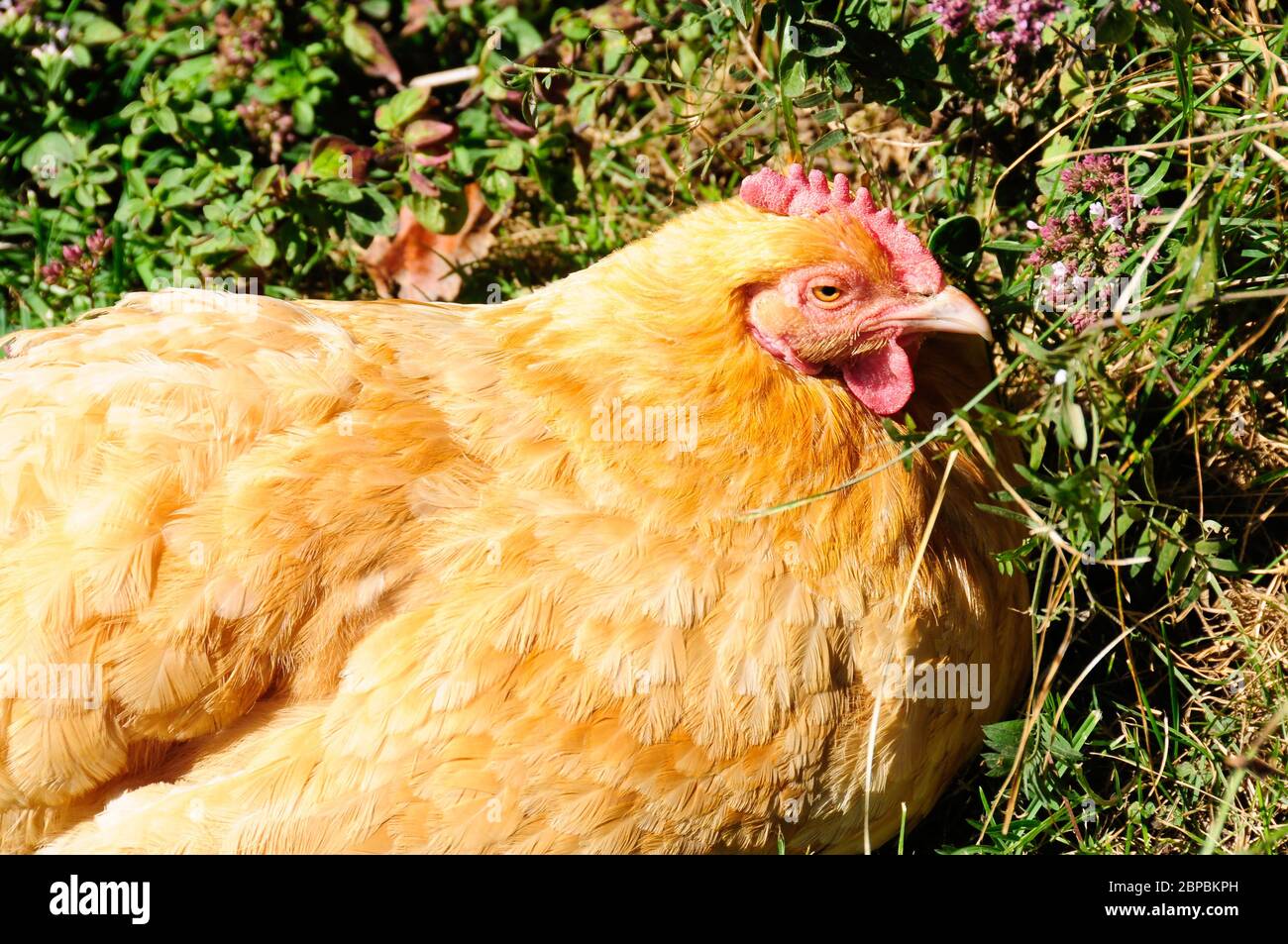 Una grande gallina dorata seduta sul suo nido con vegetazione verde dietro di lei. Foto Stock