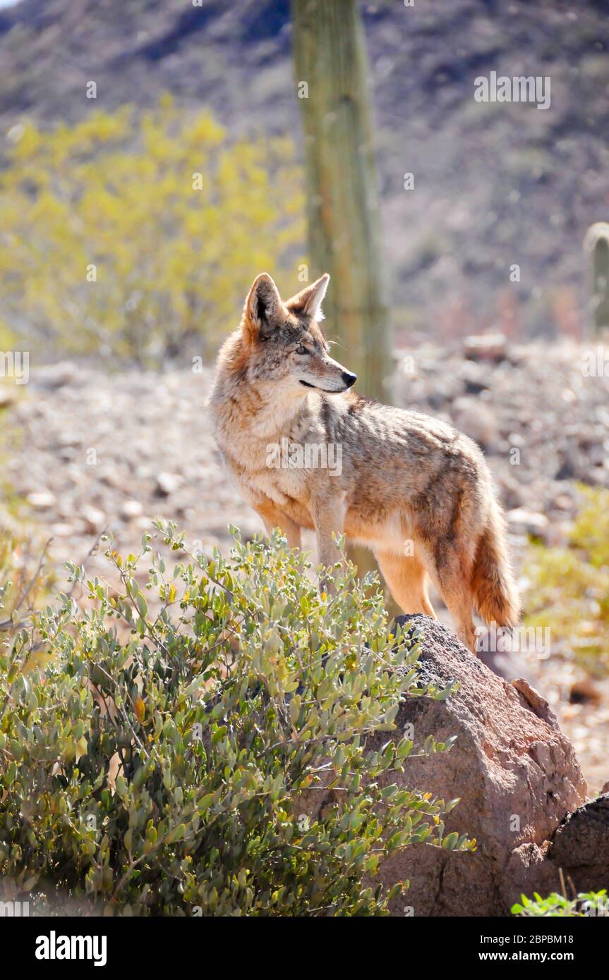 Un coyote solerte nel deserto che guarda sul suo territorio. Il coyote è originario del Nord America. Il coyote coglie in pacchi. Foto Stock