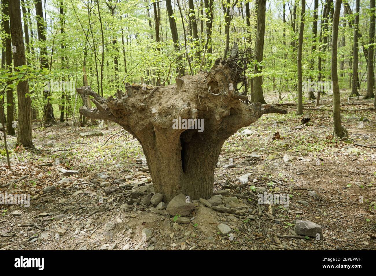 Un albero morto con il tronco nel terreno e le radici in cima. Foto Stock